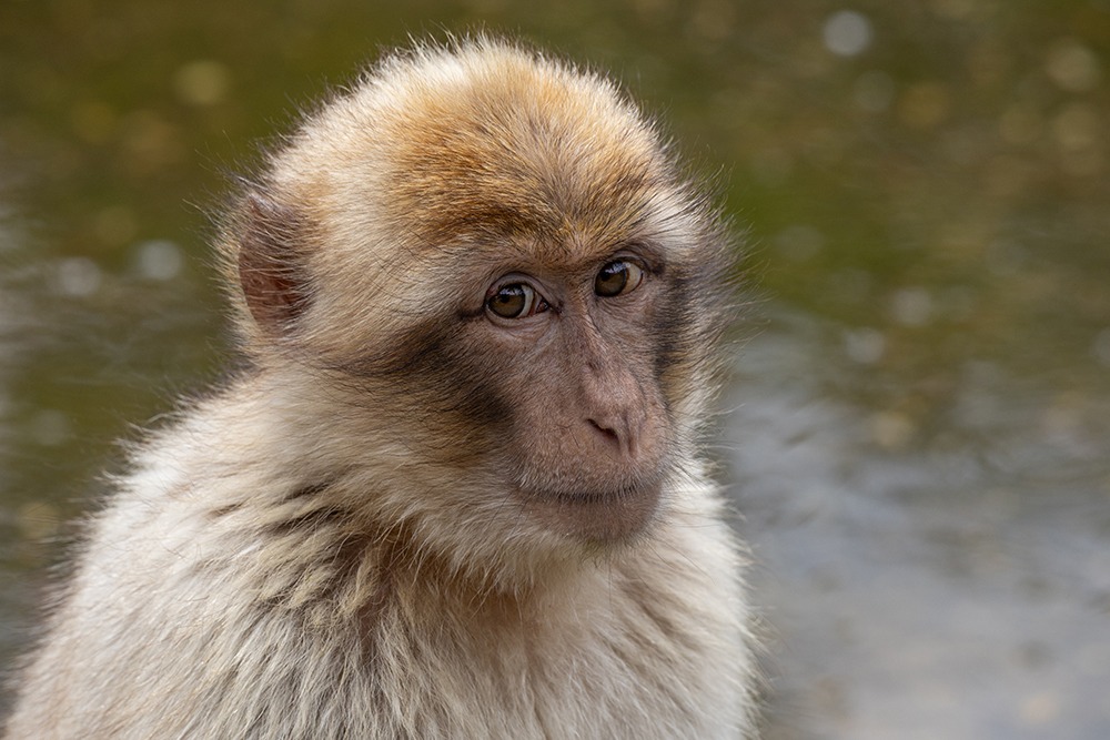 Berberaap - Barbary macaque