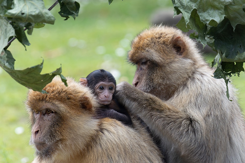 Berberaap - Barbary macaque