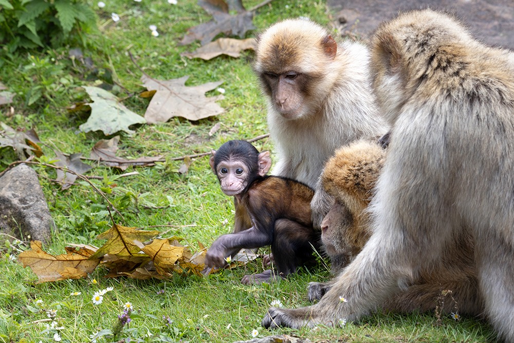 Berberaap - Barbary macaque