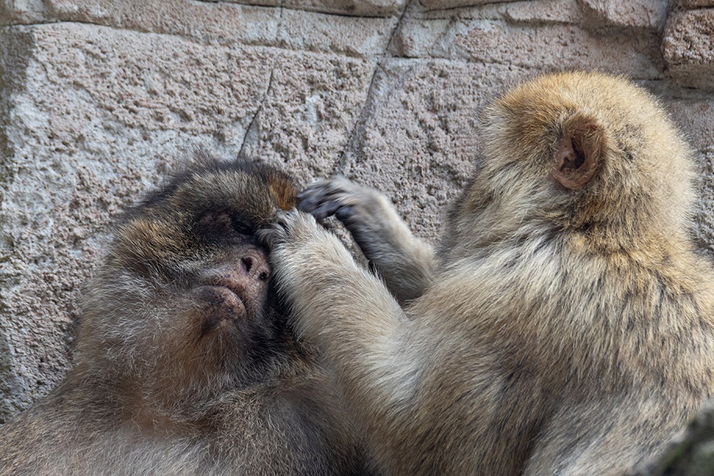 Berberaap - Barbary macaque