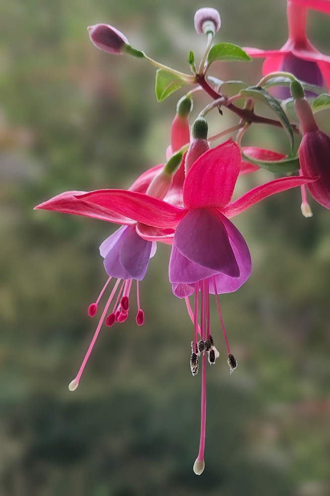 Fuchsia