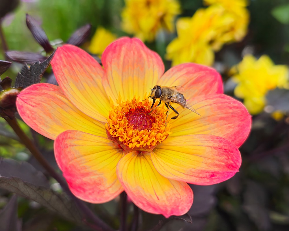 Zweefvlieg op Dahlia - Hoverfly on dahlia