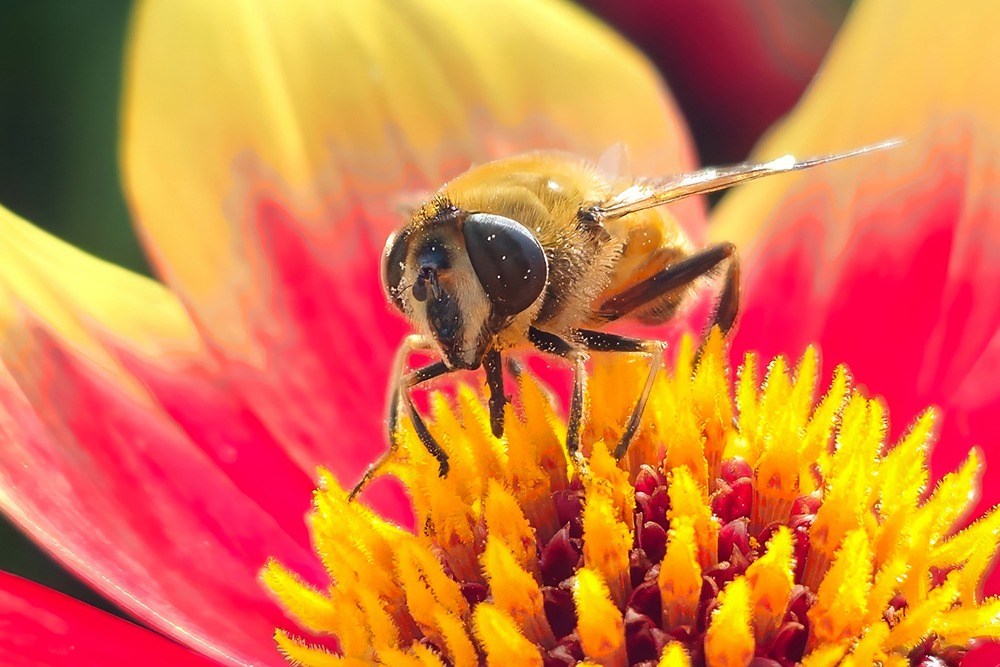 Zweefvlieg op Dahlia - Hoverfly on dahlia