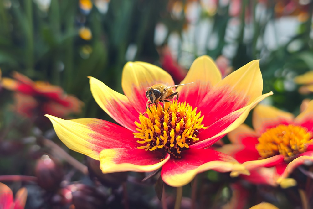 Zweefvlieg op Dahlia - Hoverfly on dahlia