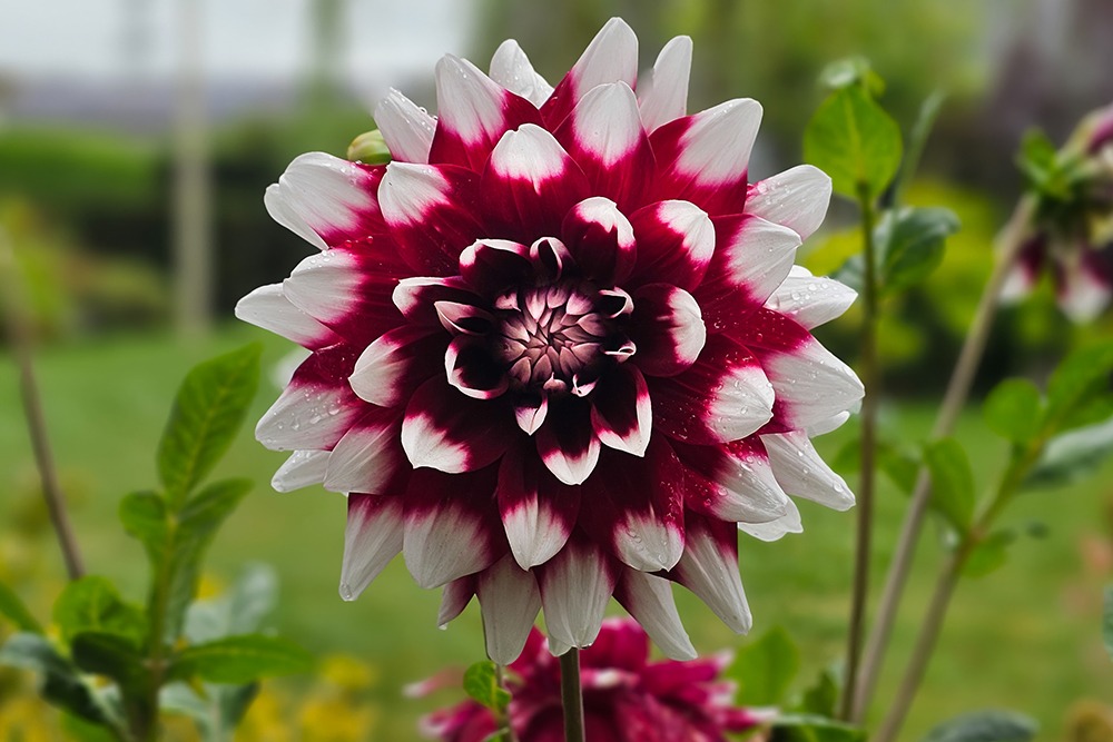 Dahlia