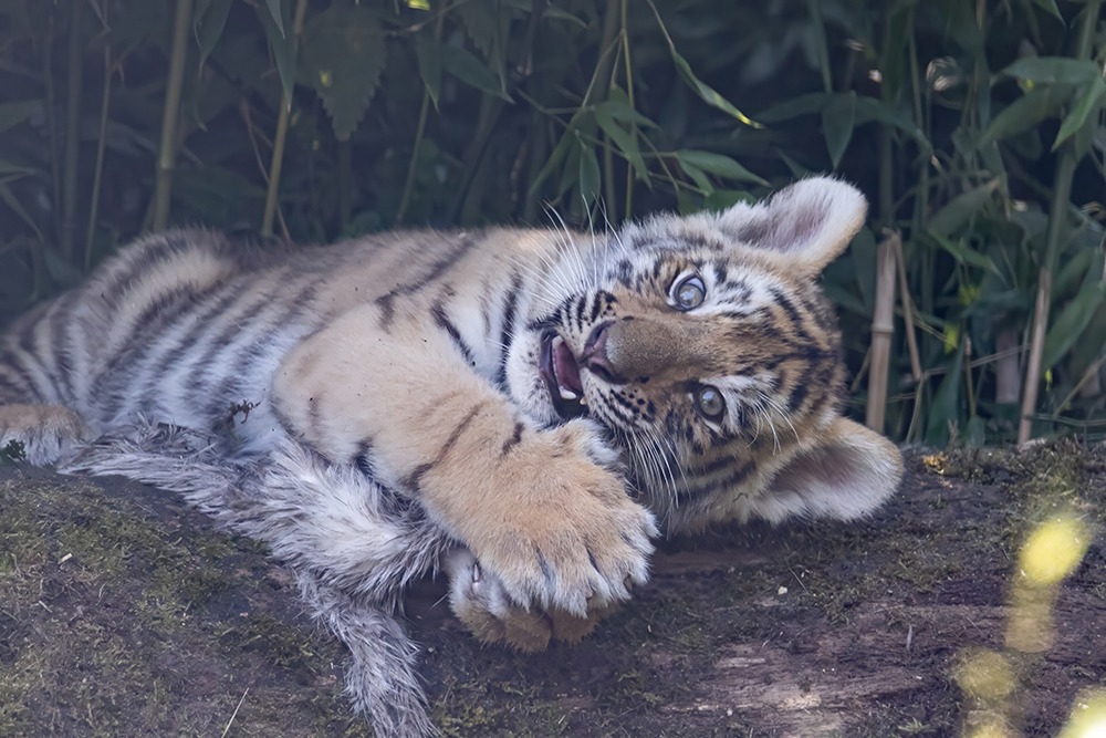 Siberische tijger welp - Siberian tiger cub