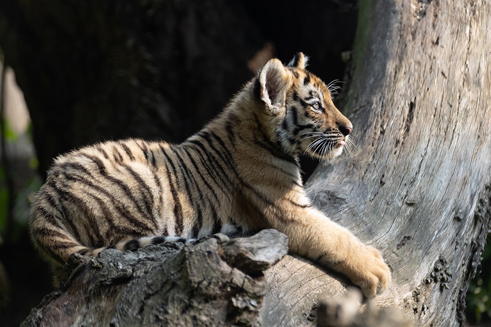 Siberische tijger welp - Siberian tiger cub