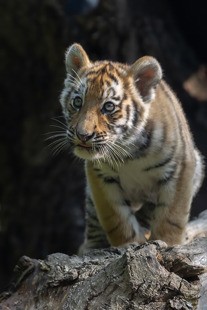 Siberische tijger welp - Siberian tiger cub