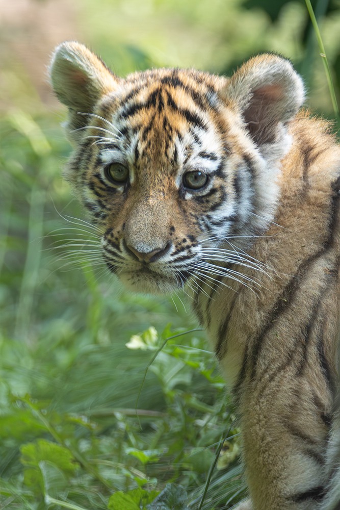 Siberische tijger welp - Siberian tiger cub