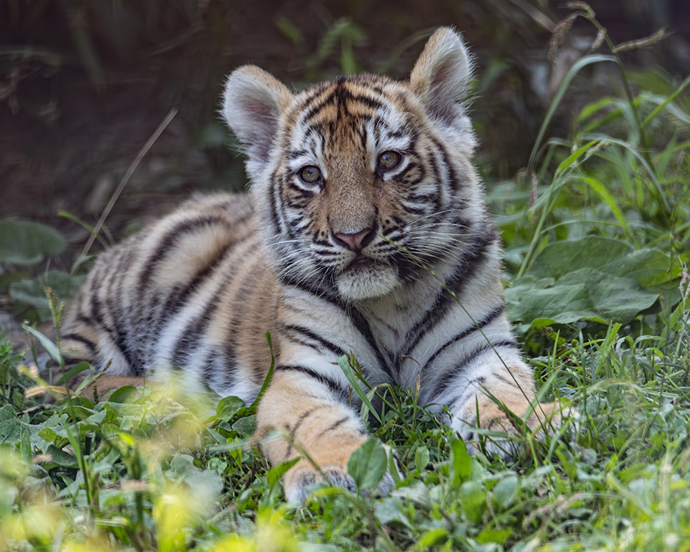 Siberische tijger welp - Siberian tiger cub