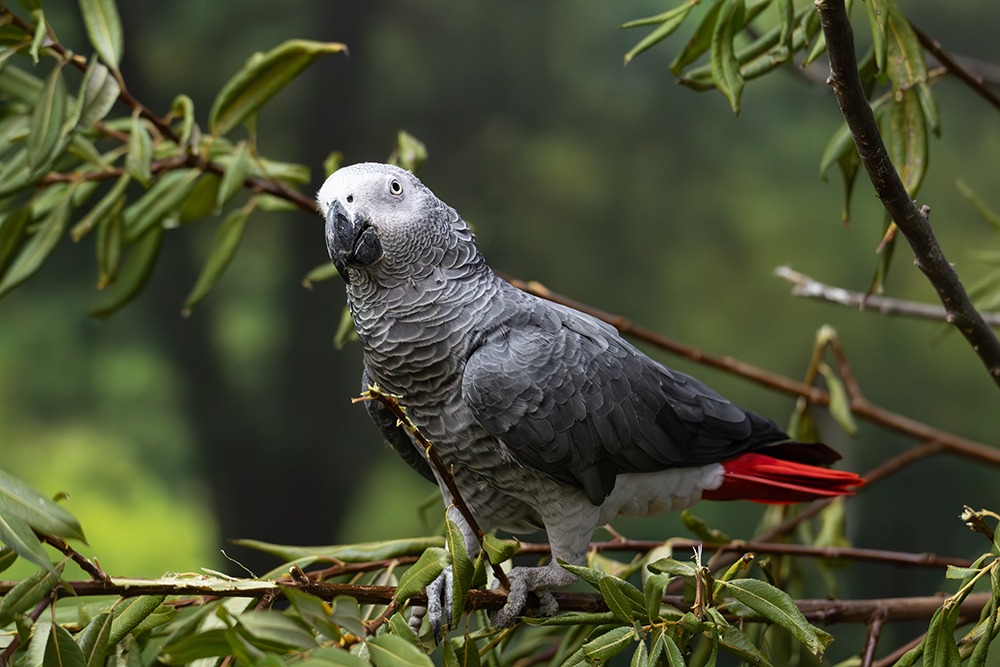 Grijze roodstaartpapegaai - Grey parrot