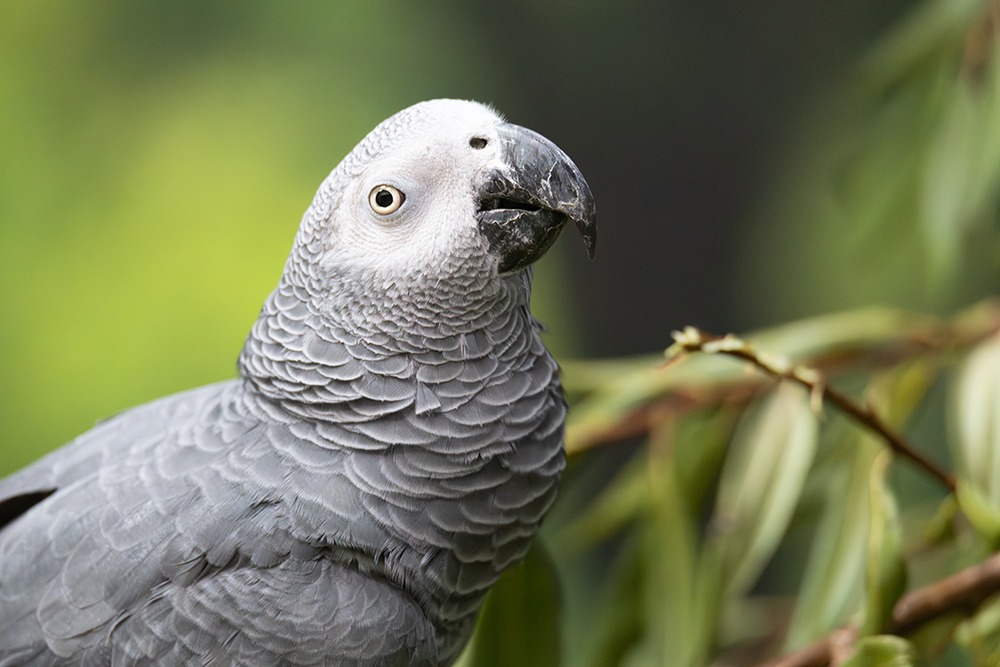 Grijze roodstaartpapegaai - Grey parrot