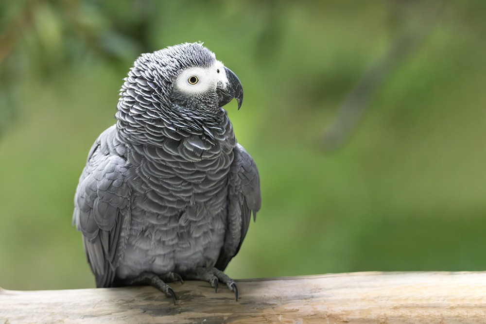 Grijze roodstaartpapegaai - Grey parrot