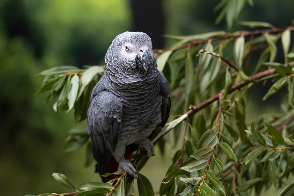 Grijze roodstaartpapegaai - Grey parrot