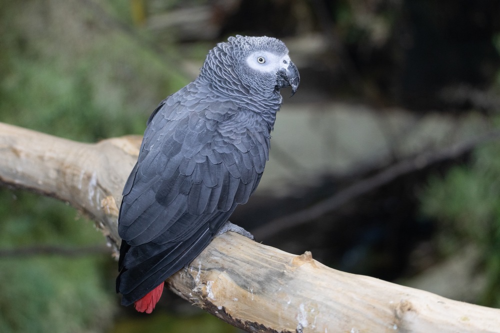 Grijze roodstaartpapegaai - Grey parrot