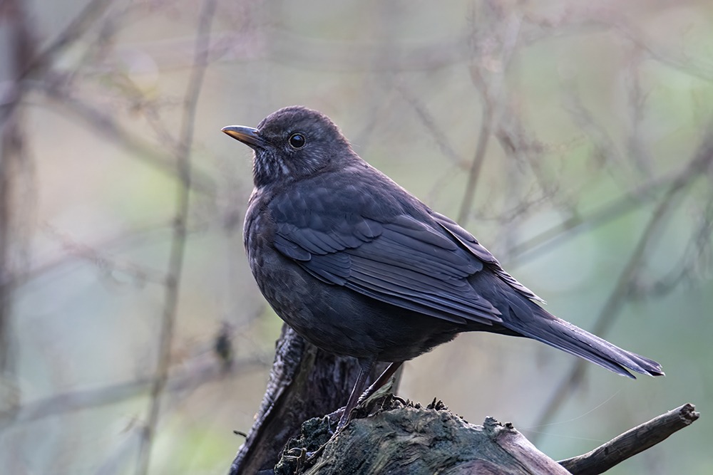 Merel - Common Blackbird