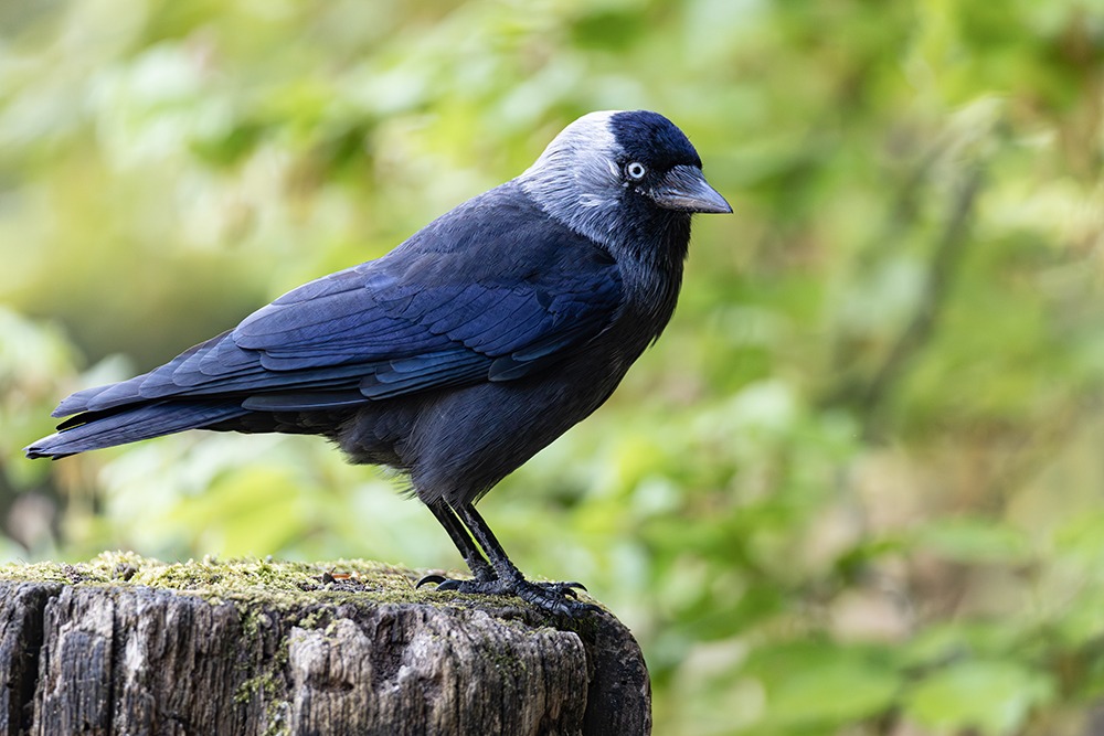 Kauw - Western jackdaw