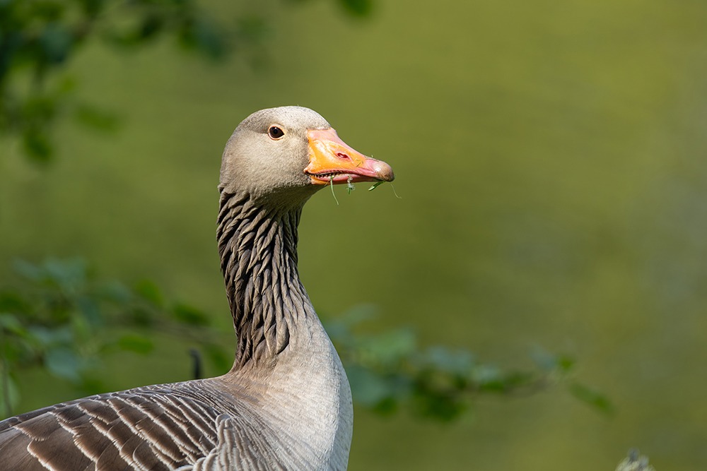 Grauwe gans - Greylag goose