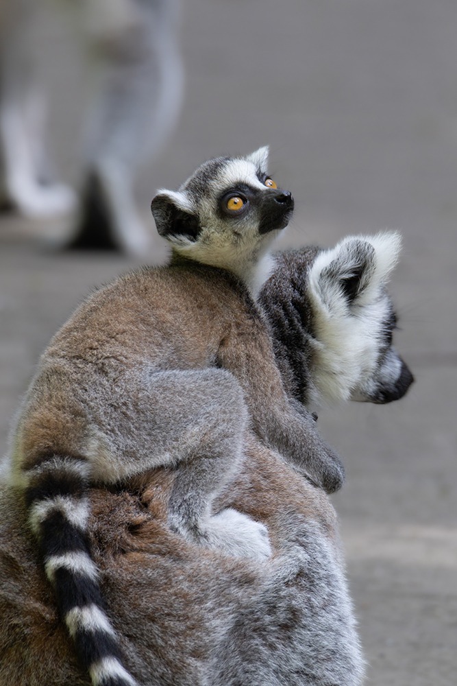 Ringstaartmaki - Ring-tailed lemur