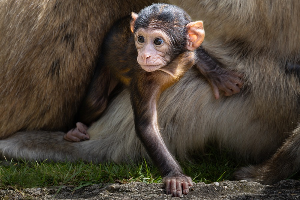 Berberaap - Barbary macaque