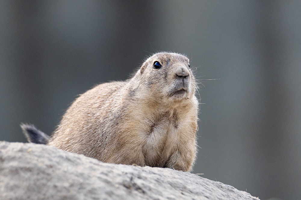 Prairie dog