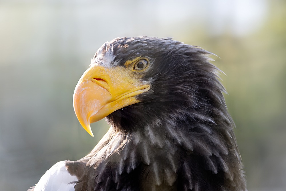 Stellers zeearend - Steller's Sea Eagle