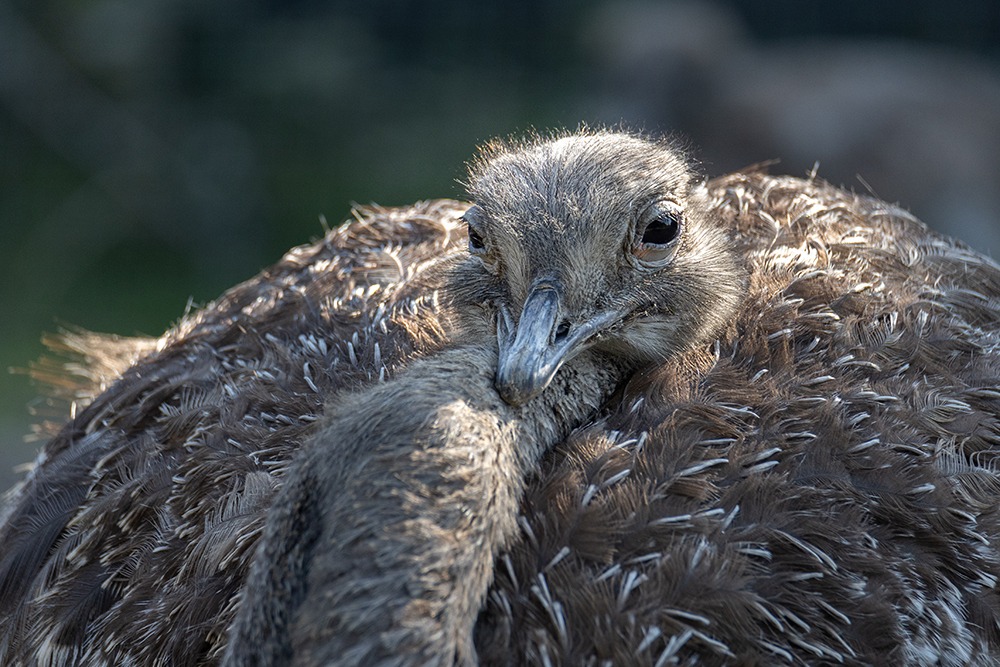 Struisvogel - Ostrich