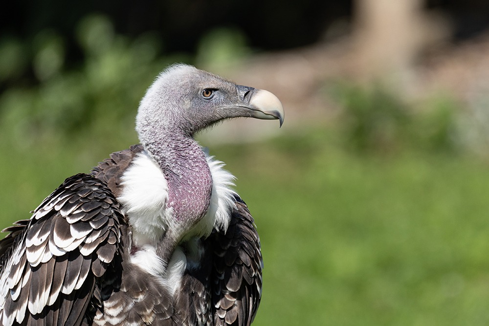 Rüppellsgier - Rüppell's vulture