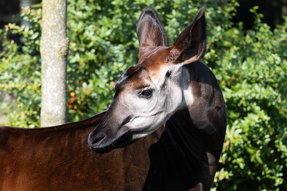 Okapi