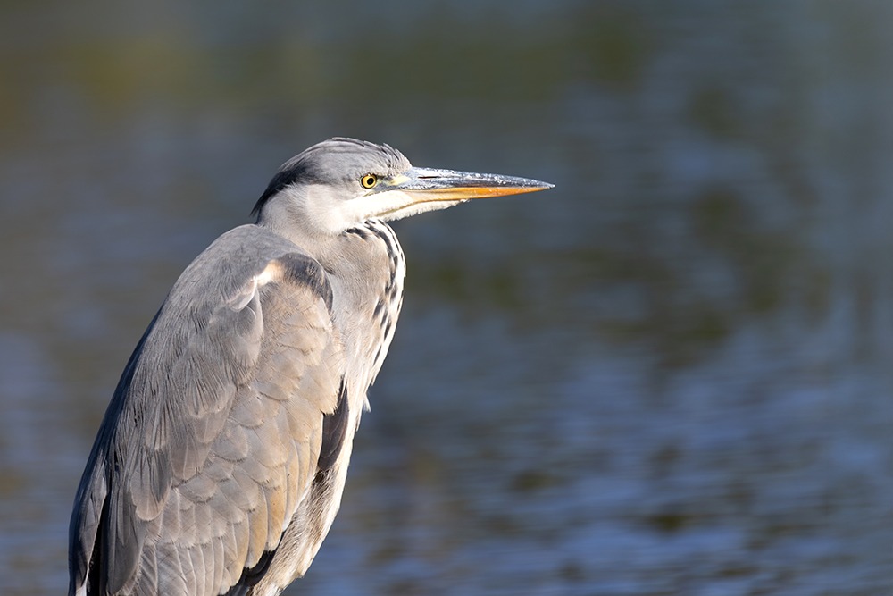 Blauwe reiger - Grey heron