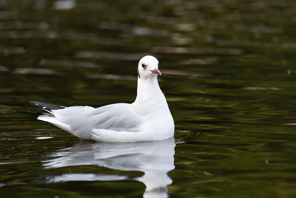 Kokmeeuw - Black-headed gull