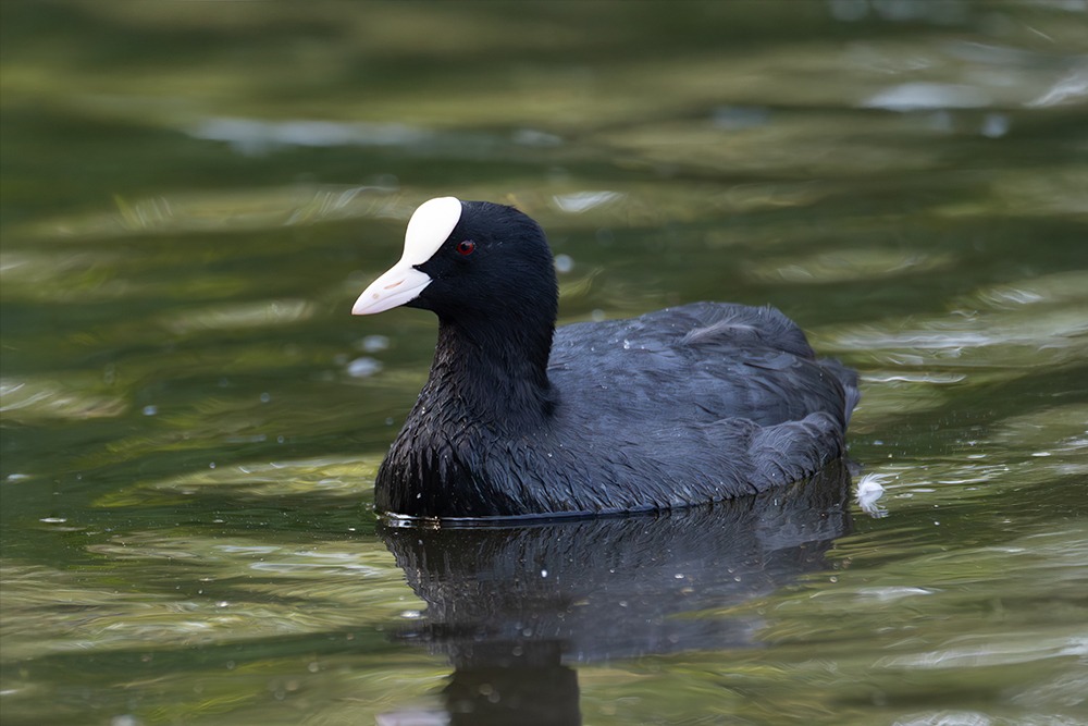 Meerkoet - Eurasian coot