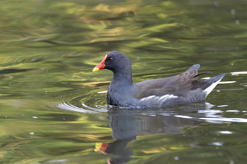 Waterhoen - Common moorhen