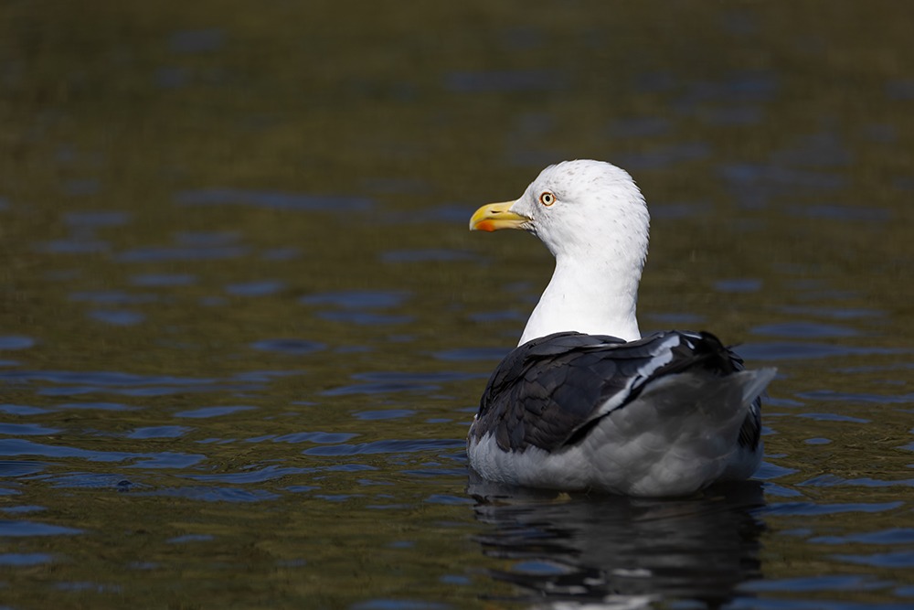 Mantelmeeuw - Great Black-backed Gull