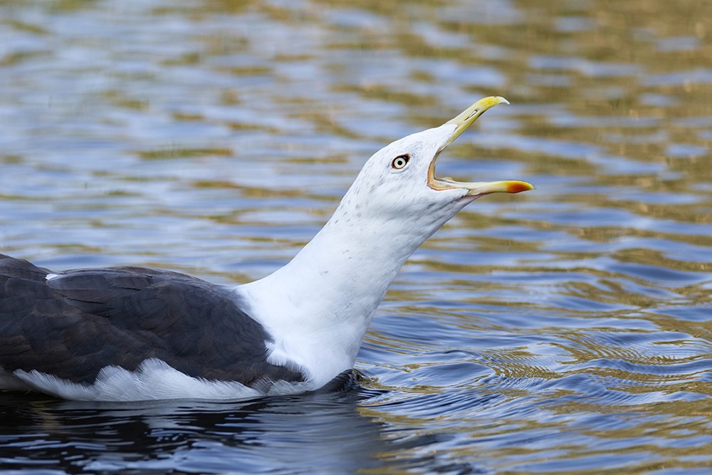 Native birds visiting