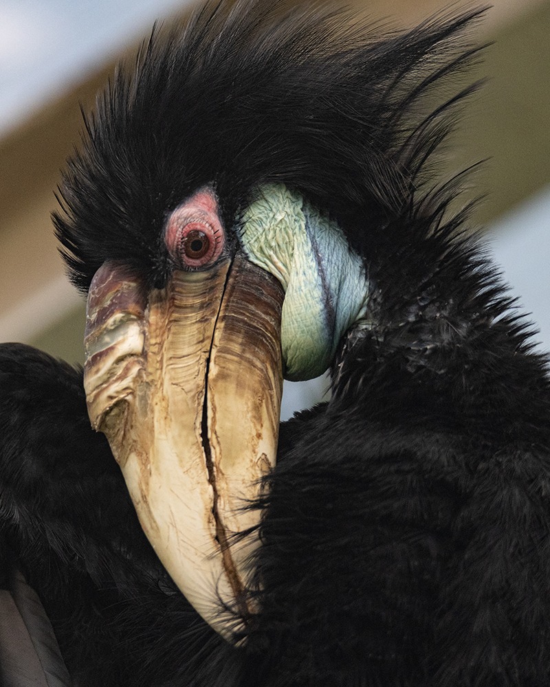 Gewone Jaarvogel - Wreathed Hornbill