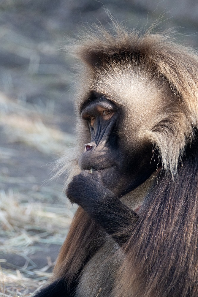 Gelada