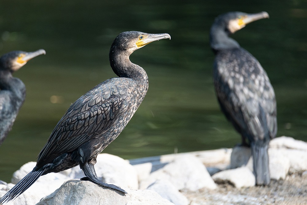 Aalscholver - Cormorant