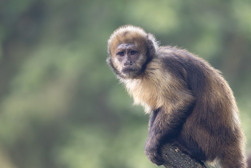 Geelborstkapucijnaap - Golden-bellied capuchin