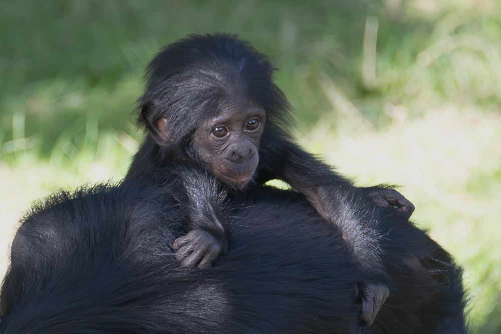 Baby bonobo