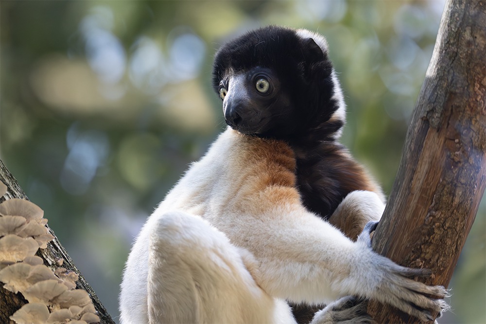 Kroonsifaka - Crowned sifaka