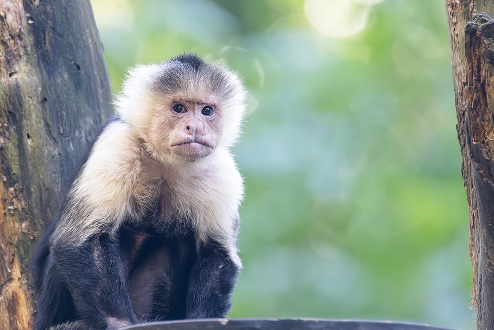 Witschouderkapucijnaap - Colombian white-faced capuchin