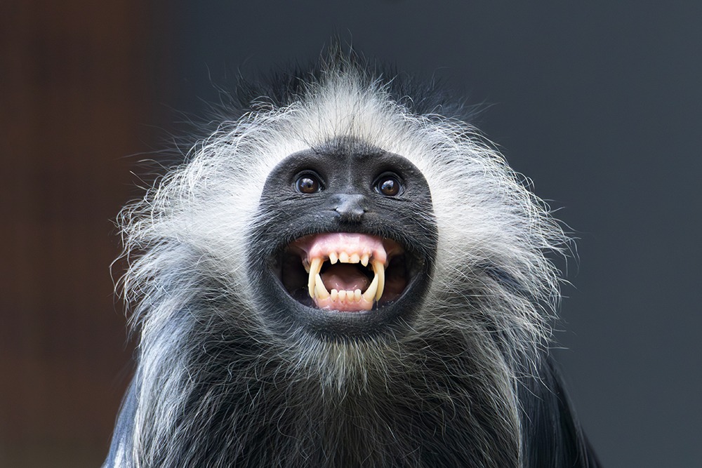 West-Afrikaanse franjeaap - King colobus