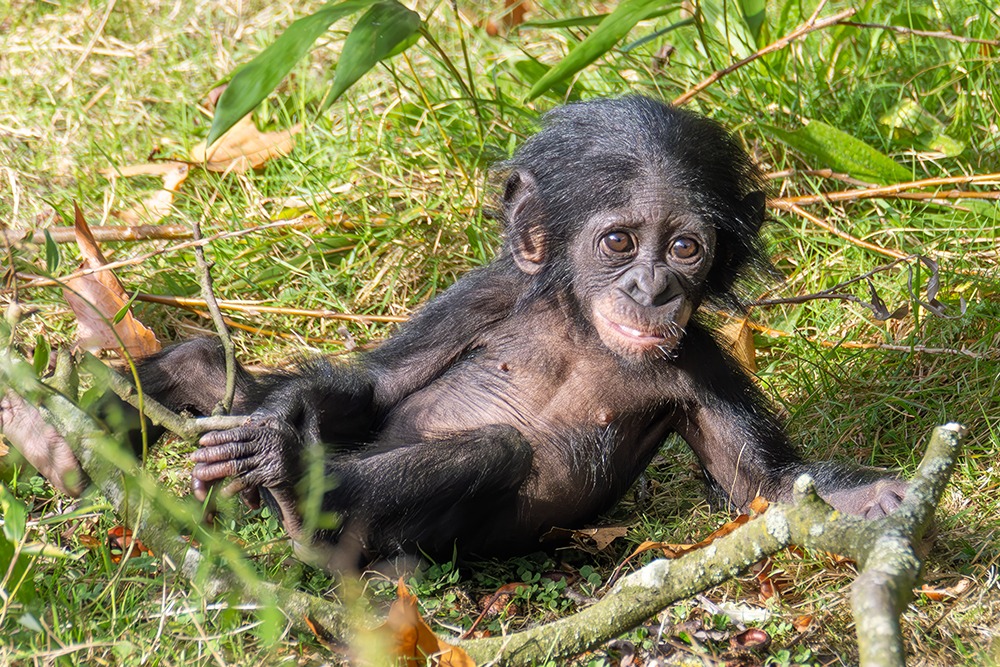 Bonobo