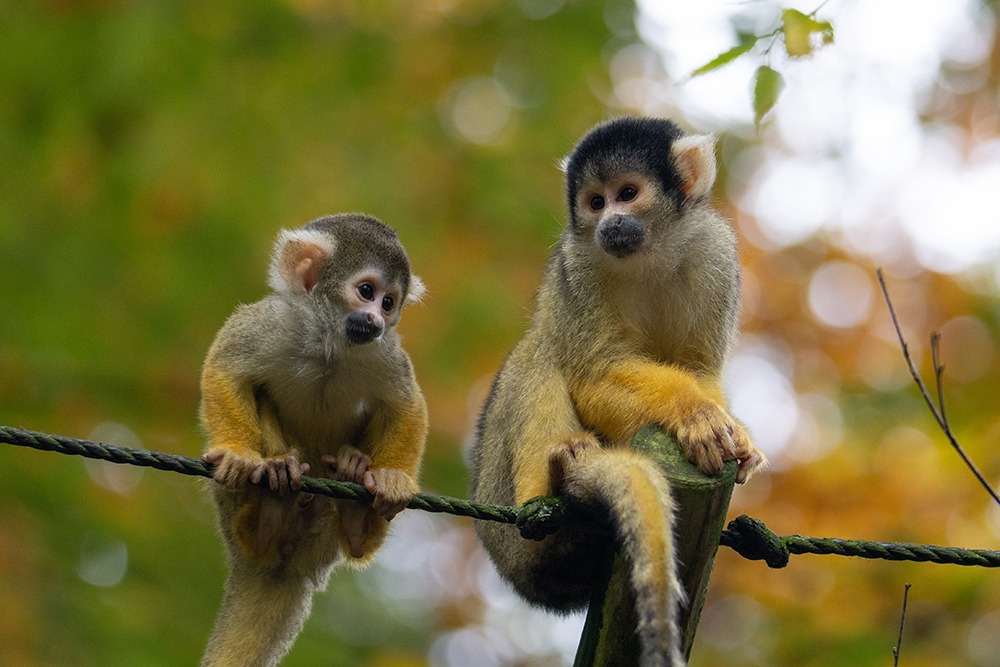 Boliviaans doodshoofdaapje - Black-capped squirrel monkey