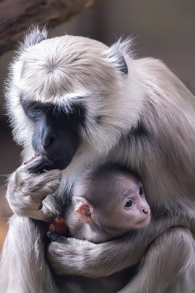 Hanuman langoer - Gray langur