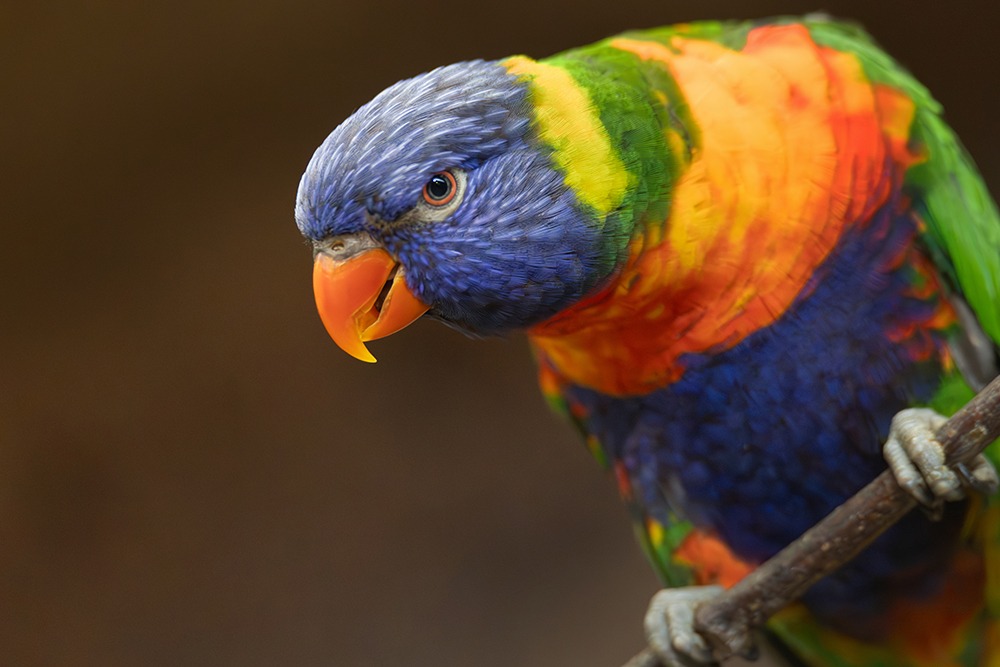 Regenbooglori - Rainbow Lorikeet