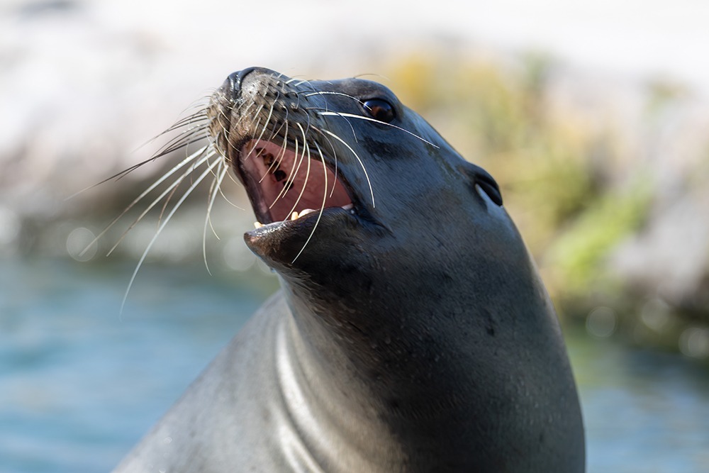 Californische zeeleeuw - California sea lion