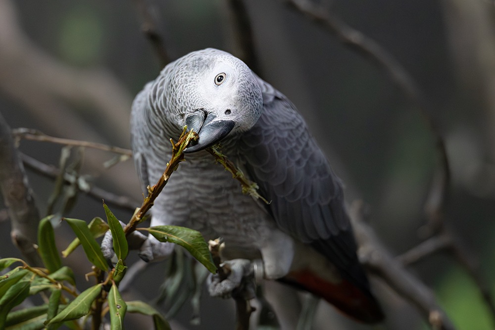 Grijze roodstaartpapegaai - Grey parrot