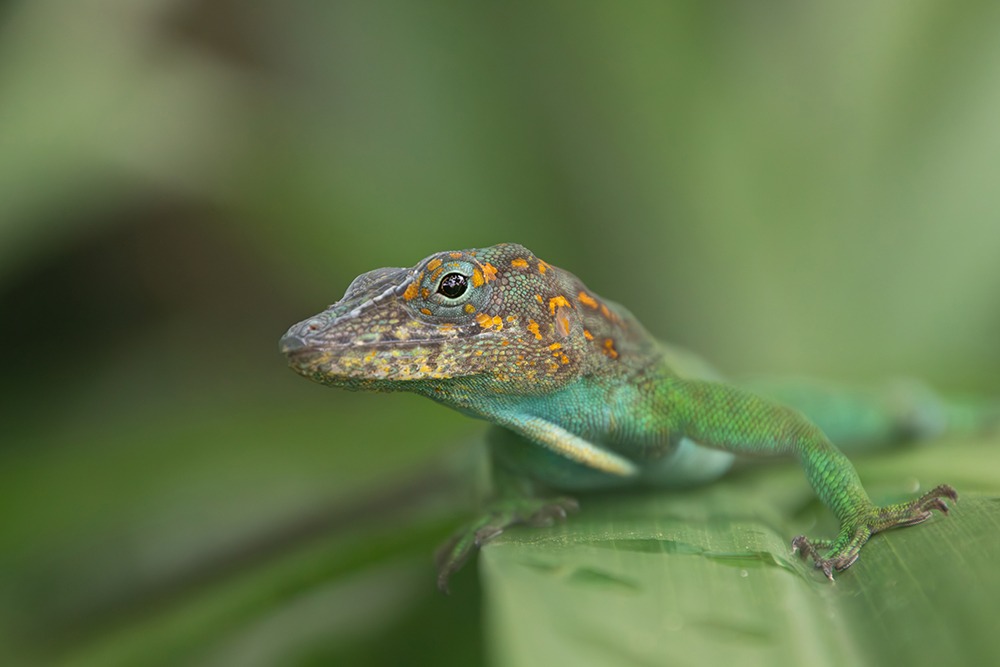 Marmeranolis